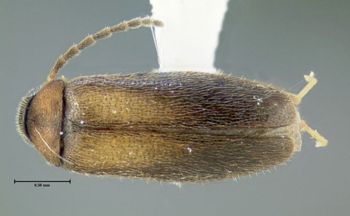 Media type: image;   Entomology 611219 Aspect: habitus dorsal view